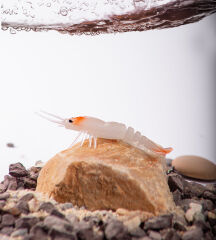 BEZLİ KARİDES 55 RH GLOW 30P