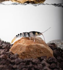 BEZLİ KARİDES 75 SARI/ŞEFFAF/SİYAH 20P