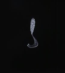 SPIINX CRAZY TAIL KUYRUK 7.5CM 10P CLEAR SILVER