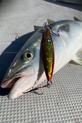 XESTA SLOW EMOTION FLAP QR 120G FOSBL